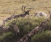 caribou-migrate-through-the-arctic-national-wildlife-refuge-alaska-usa.jpg