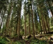 forest.jpg